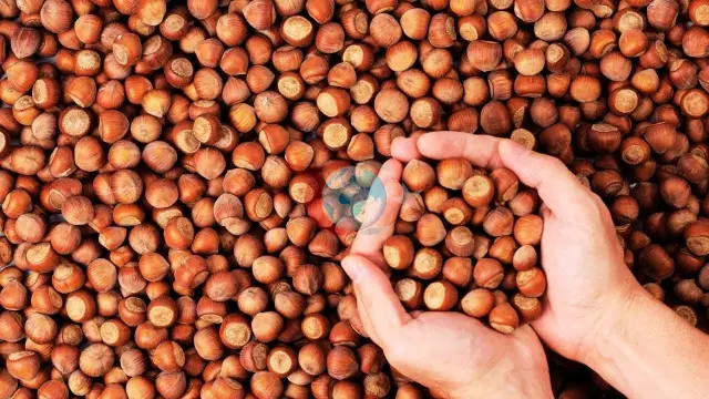 Giresunlu Fındık Üreticileri Ürünlerini Kurutmak İçin İç Kesimlere Yöneldi