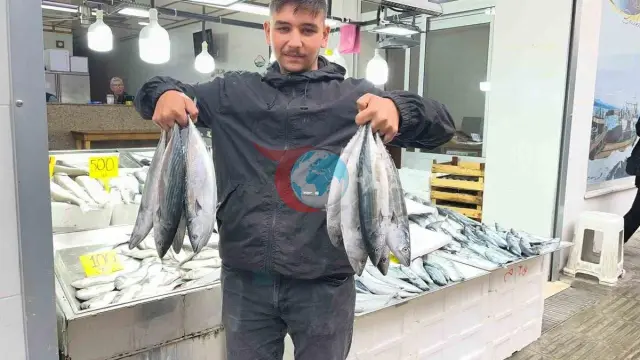 Sinop'ta Palamut Fiyatları 50 Liraya Kadar Geriledi