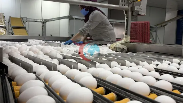 Yumurta Sektöründe Arz Fazlası Kısa Vadede Zam Beklentisini Ortadan Kaldırdı