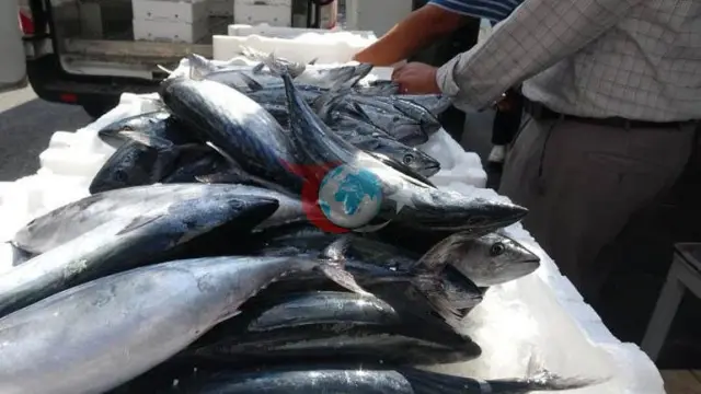 Kilisdə balıqçı Serkan Aygün hər biri 100 lirəyə palamut satırdı
