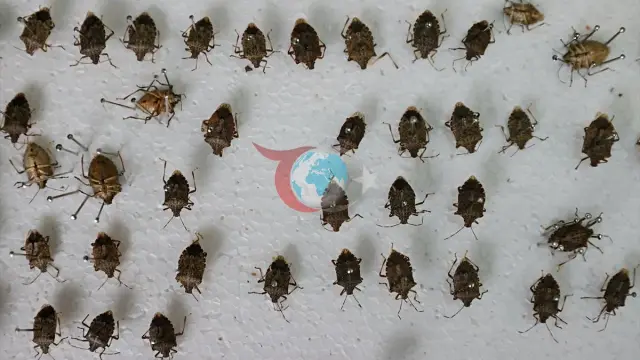 Ordu'da Kahverengi Kokarcayla Mücadele Toplantısı Yapıldı: 300 Bin Samuray Arısı Doğaya Salındı