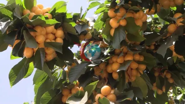 Niğde Emirler Köyünde Kapalı Sulama Sistemiyle Tarım Alanları İki Katına Çıktı