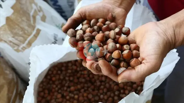 Toprak Mahsulleri Ofisi'nden fındık üreticilerine ilave randevu hakkı