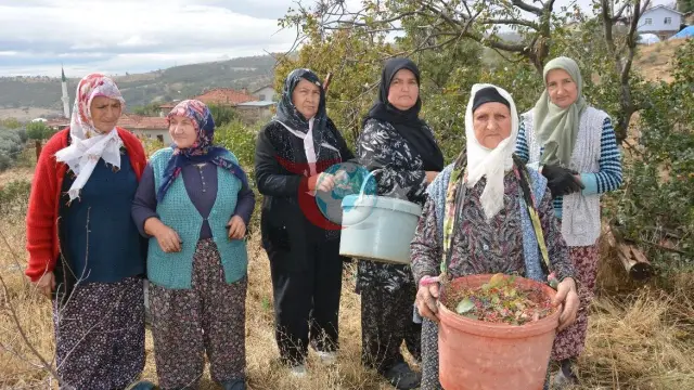 Manisalı kadınların dağlardan topladığı çitlembik ilaç ve kozmetik sektörüne gelir kapısı oldu