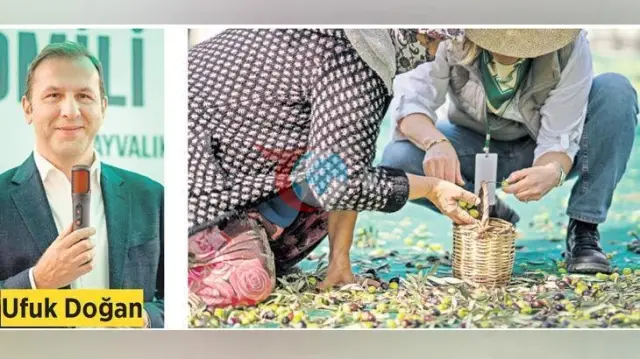 Ayvalık'ta kadın çiftçilerin zeytin hasadı ve Komili Zeytin ve Zeytinyağı Enstitüsü çalışmaları tanıtıldı
