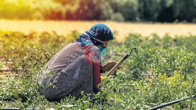 COP31’de İklim Değişikliğiyle Mücadelede Adil Geçiş ve Kadınların Rolü Öne Çıkıyor