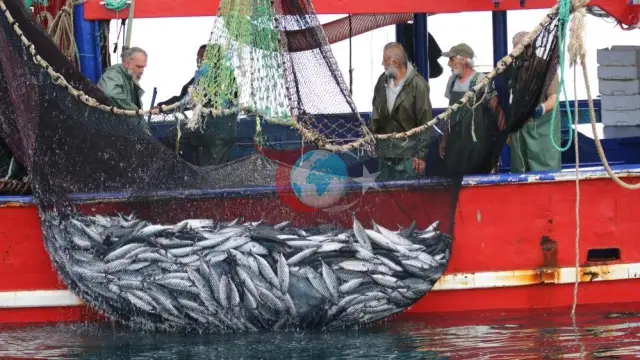 Karadeniz'de palamut bolluğu fiyatları düşürdü: Balıkçılar masraflarını karşılamakta zorlanıyor