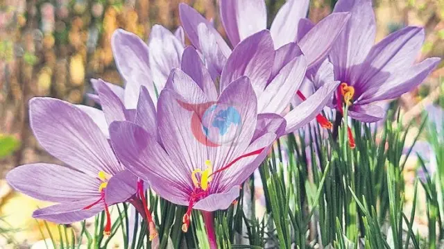 Safranbolu'da 10. Safran Festivali uluslararası boyuta taşınıyor