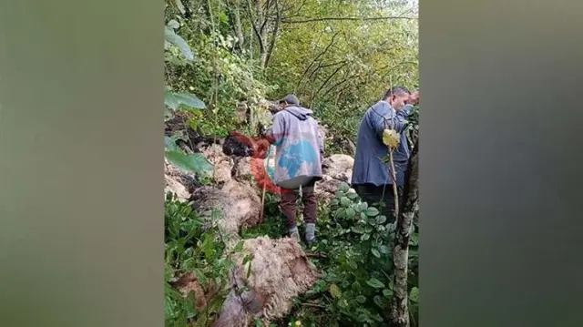 Trabzon Maçka'da ayı saldırısı: 184 koyun uçurumdan düşerek telef oldu