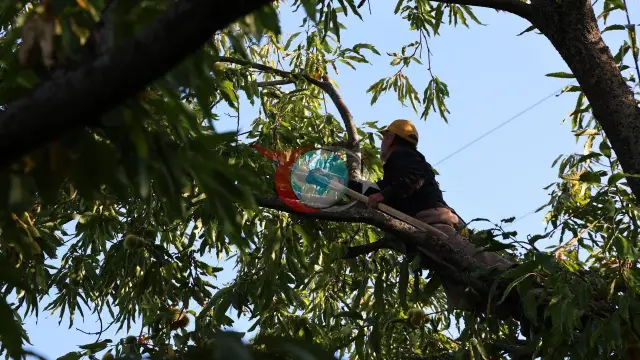 Aydın ve İzmir'de kestane hasadı tamamlandı: İşçilik ücretleri dikkat çekti