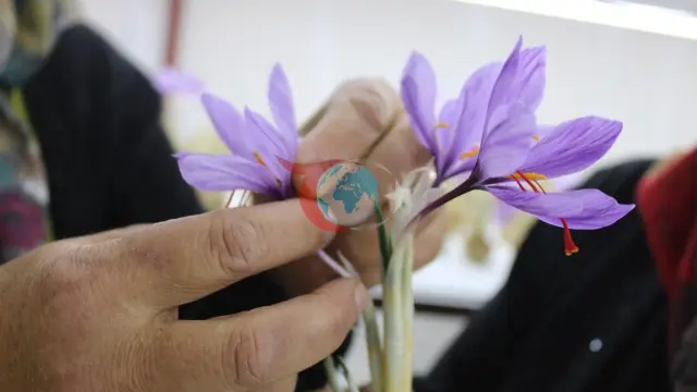 Kayseri'de bir ilk: Genç girişimci kapalı alanda topraksız safran üretimine başladı
