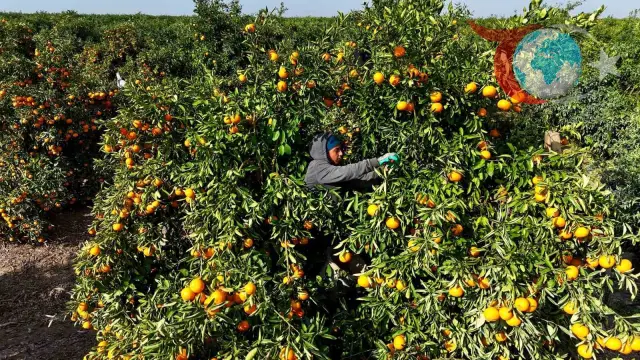 Adana’da Tarım Grevi Mandalina Üretimini Olumsuz Etkiledi