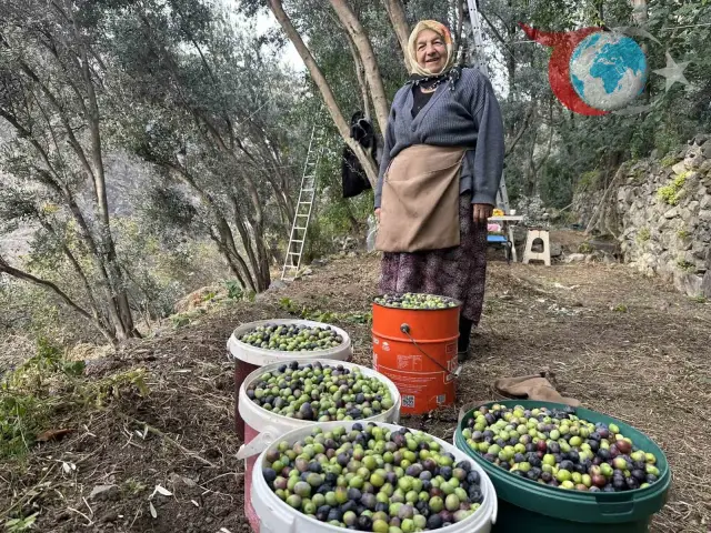 Artvin'in Gururu Butko Zeytini: Lezzet Ödüllü Zeytinin Hasat Zamanı