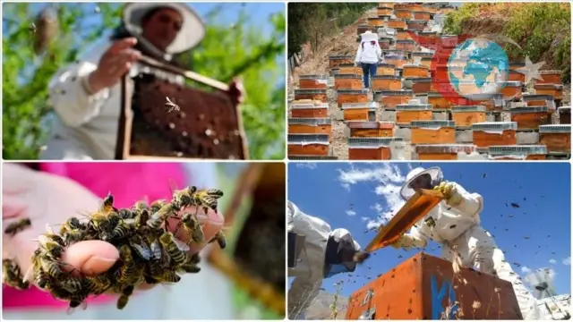 Doğu Karadeniz Bal İhracatını Katladı: Yeni Pazarlar Gündemde