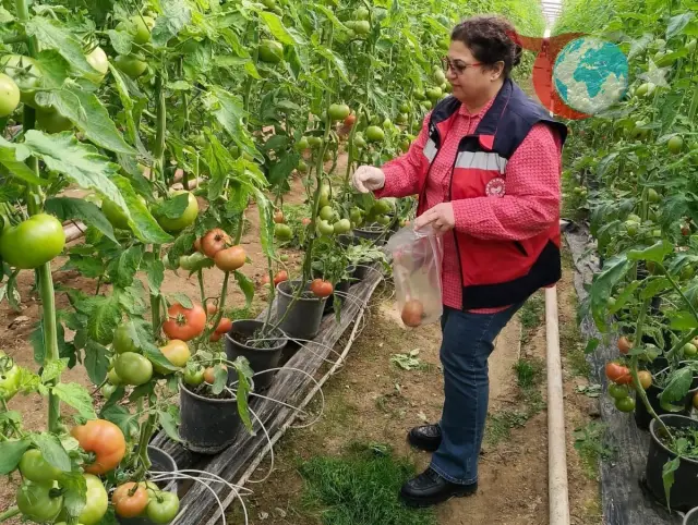 Simav’da Pestisit Denetimleri: Güvenli Gıda İçin Adımlar Atılıyor