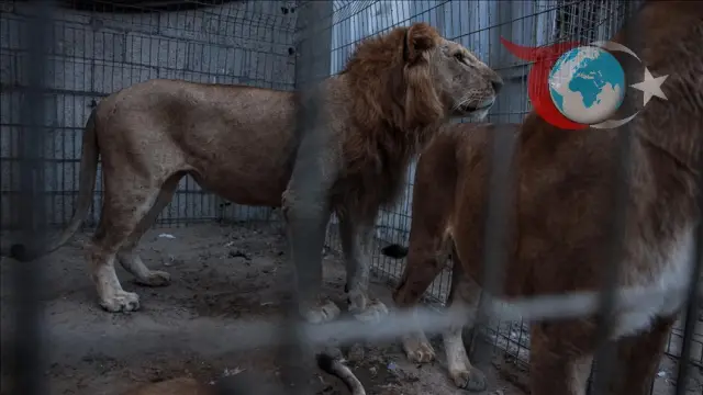 Aslan Kafesine Giren Genç Trajik Bir Şekilde Hayatını Kaybetti
