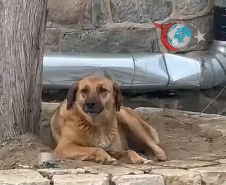 Bursa’nın Tarihi Hanlar Bölgesi’nde Ezan Sırasında Uluyan Köpek