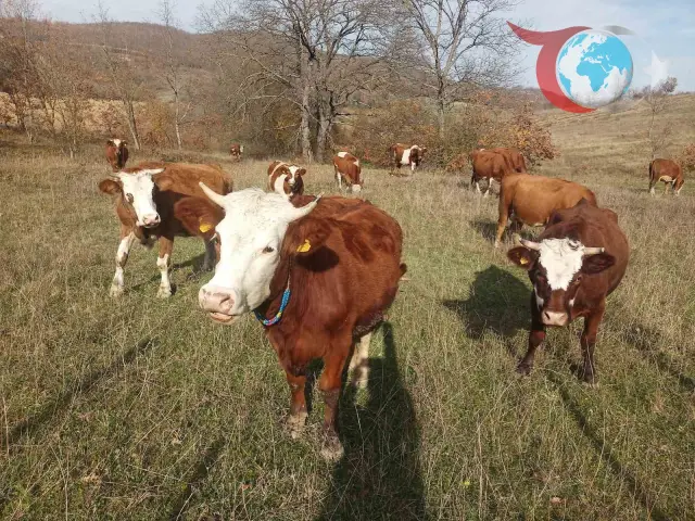 Samsun'da 2026 Şap Aşılama Programı Başladı: Yetiştiricilere Önemli Uyarı