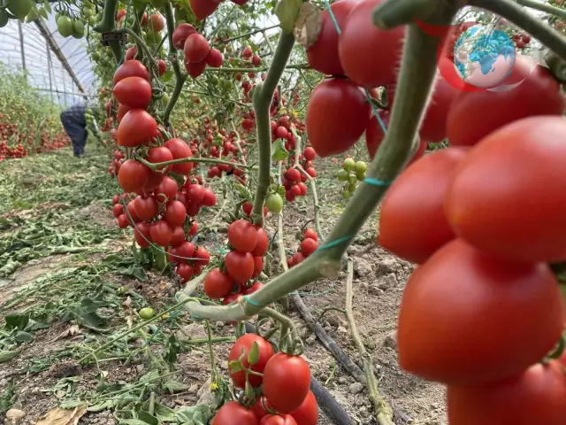 Antalya Ticaret Borsası Kasım Ayı Hal Endeksi Raporu