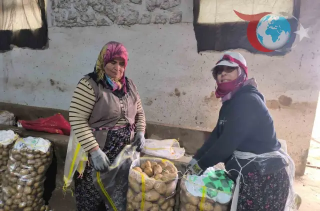 Şuhut'ta Patates Hasadı: Yüzler Güldü
