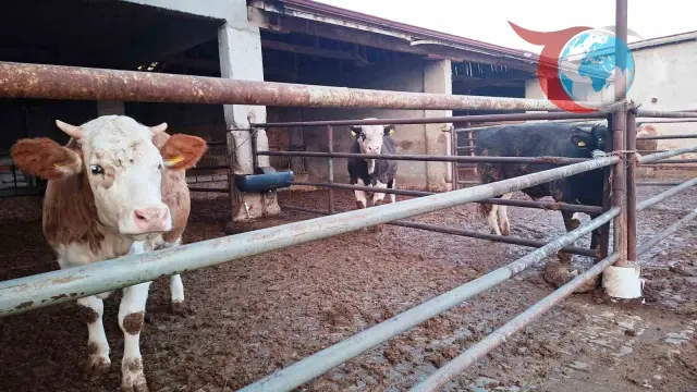 Kütahya Hisarcık'ta Şap Hastalığına Dair Yeni Önlemler Alındı