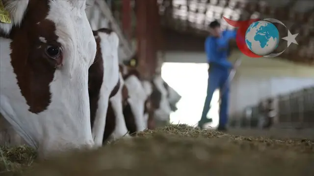 Besilik Hayvan Üretiminde Yeni Dönem: Suni Tohumlama Protokolü İmzalandı