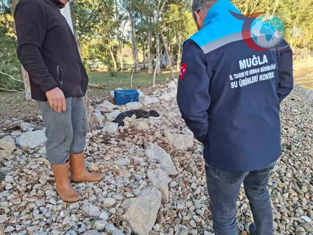 Marmaris'te Fırtınanın Denize Savurduğu Yavru Fok Kurtarıldı