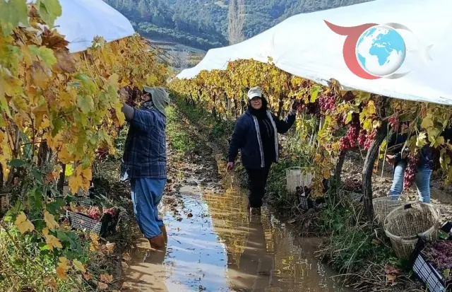 Yağmura Rağmen Sarıgöl'de Üzüm Hasadı Hız Kesmeden Devam Ediyor