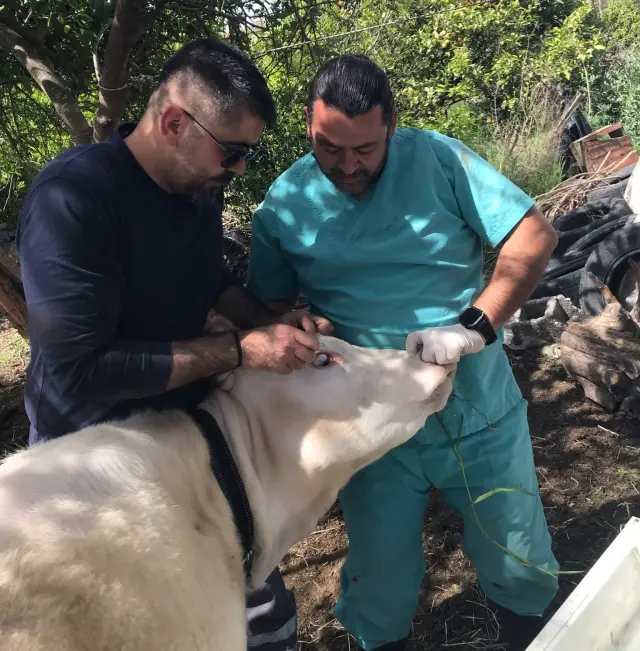 Ortaca'da Büyükbaş Hayvanlara Koruyucu Aşılama Yapıldı