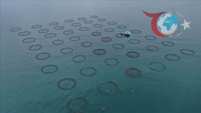 Doğu Karadeniz Bölgesinden Su Ürünleri İhracatında Rekor Rakamlar