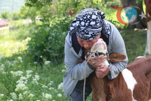 Gürcü gelin Derebük köyünde hayvancılık yapıyor