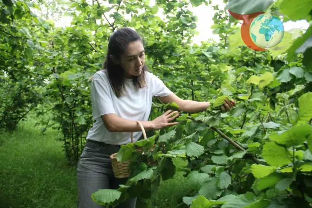 Fındık Yaprağı Sarması: Kansere Karşı Doğal Bir Savaşçı