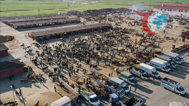 Ağrı'da Kurban Bayramı Öncesi Hayvan Pazarında Hareketlilik Artıyor