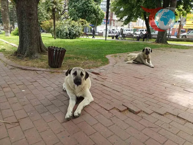 İlkadım'da Sokak Hayvanlarına Yeni Yuvalar Geliyor