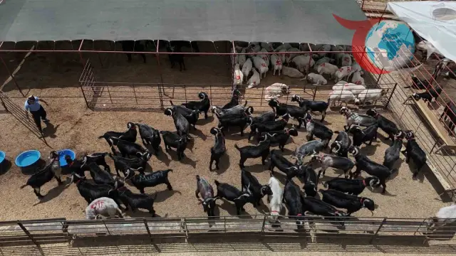 Adana'da Kurban Bayramı Telaşı Başladı: Fiyatlar ve Hareketlilik