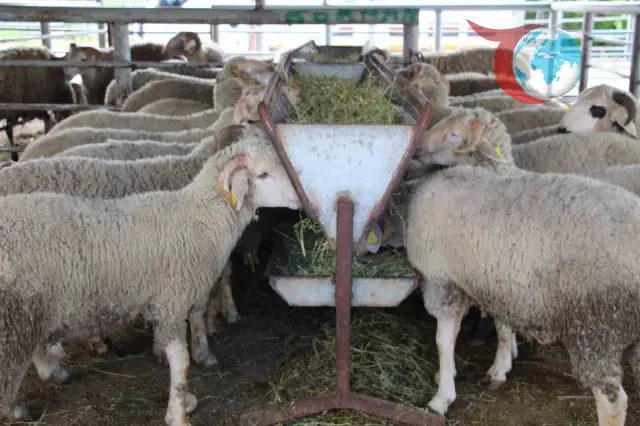 Bolu Hayvan Pazarında Durgunluk: Alıcı ve Satıcılar Kararsız
