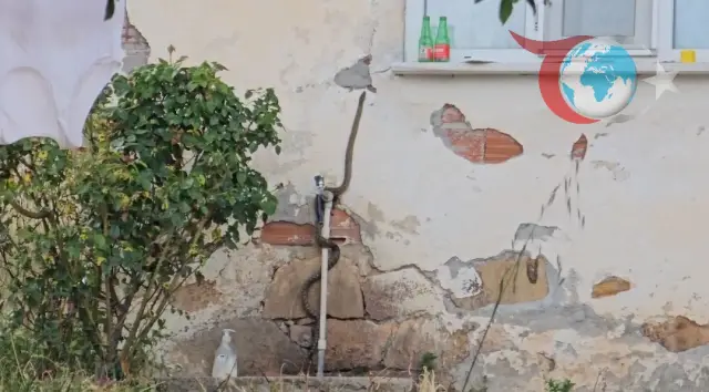 Kundakçılar Köyünde Yılan ile Sıra Dışı Karşılaşma