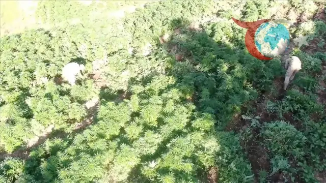 Diyarbakır'da Dev Operasyon: Jandarma 70 Ton Uyuşturucu Madde Ele Geçirdi