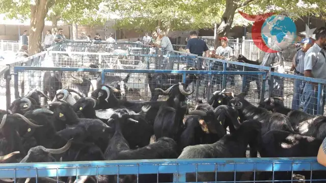 Muğla Büyükşehir Belediyesi Kurban Bayramı Hazırlıklarını Tamamladı
