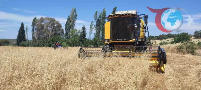 Aydın'da Hububat Hasadı: Dane Kaybını Önlemeye Yönelik Yoğun Tedbirler