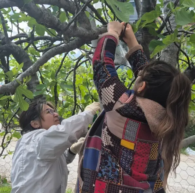 Orta Mahalle’de Kahverengi Kokarca Mücadelesi Başladı