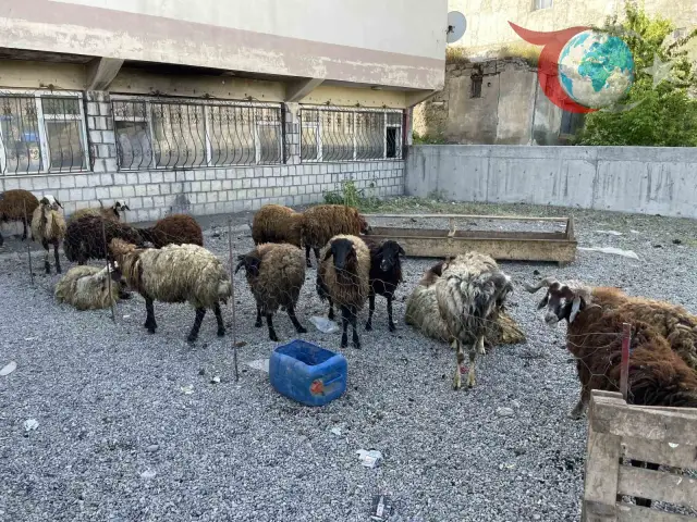 Kurban Bayramı Arifesinde Malazgirt Kurban Pazarı Renkli Görüntülere Sahne Oluyor