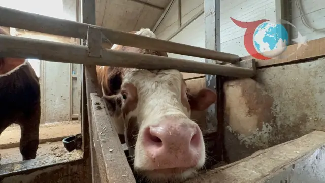 Kurban Bayramı Öncesi Yurt Dışı Vekaletleri Hayvancılığı Tehdit Ediyor