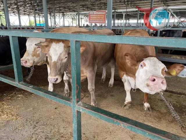 Eskişehir Kurban Pazarında Devasa Düveler Alıcılarını Bekliyor