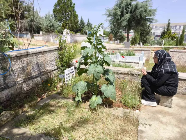 Mersin'de Cinayete Kurban Giden Üniversite Öğrencisi Feray Şahin Anneler Günü'nde Anıldı
