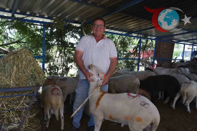 Sındırgı Hayvan Pazarında Bayram Öncesi Hareketlilik