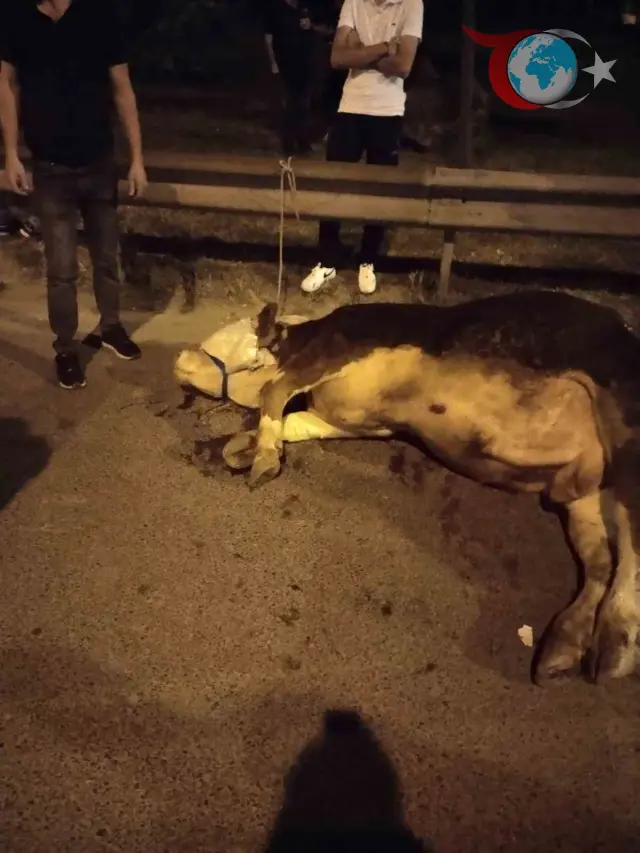 Ümraniye'de Otoyolda Kaos: Kaçan Kurbanlık Dana Trafiği Felç Etti