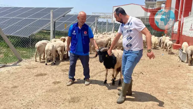 Erdoğan'ın Kurbanları Konya'da Dualarla Kesildi