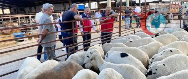 Adıyaman'da Kurbanlık Hayvan Denetimleri Sıkılaştırıldı