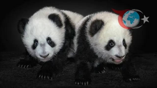 Tokyo'nun Pandasız Kalmaya Hazırlanışı: Diplomatik Gerilim ve Pandaların Geri Dönüşü